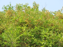 Combretum molle