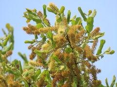 Combretum molle