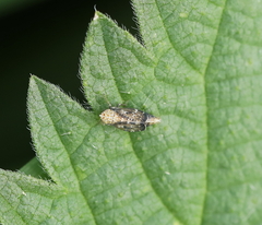 Errastunus ocellaris