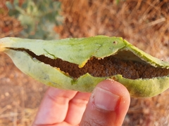 Pistacia terebinthus palaestina