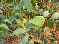 Pistacia terebinthus palaestina
