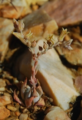 Dudleya abramsii affinis