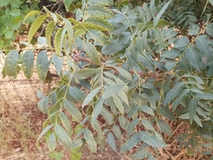 Pistacia terebinthus palaestina