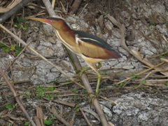 Ixobrychus exilis