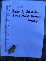 Atalopedes campestris