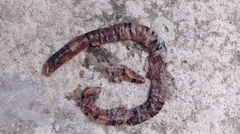 Amphisbaena fuliginosa