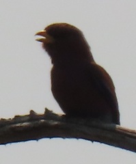 Eurystomus glaucurus suahelicus