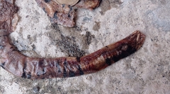 Amphisbaena fuliginosa