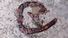 Amphisbaena fuliginosa