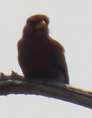 Eurystomus glaucurus suahelicus