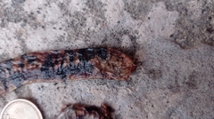 Amphisbaena fuliginosa