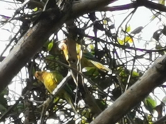 Eupsittula canicularis