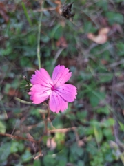 Dianthus balbisii