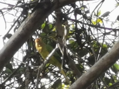 Eupsittula canicularis