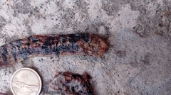 Amphisbaena fuliginosa