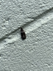 Eudonia submarginalis