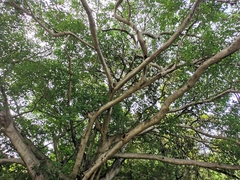 Ficus