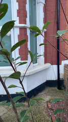 Photinia × fraseri