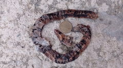 Amphisbaena fuliginosa