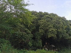 Ficus