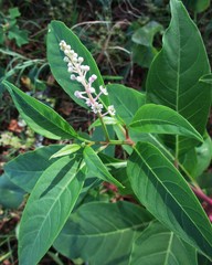 Phytolacca americana rigida
