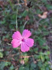 Dianthus balbisii