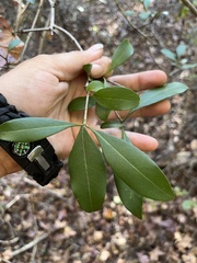 Cartrema americana