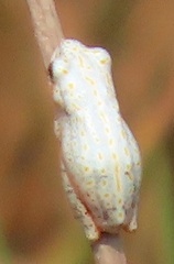 Hyperolius marmoratus taeniatus