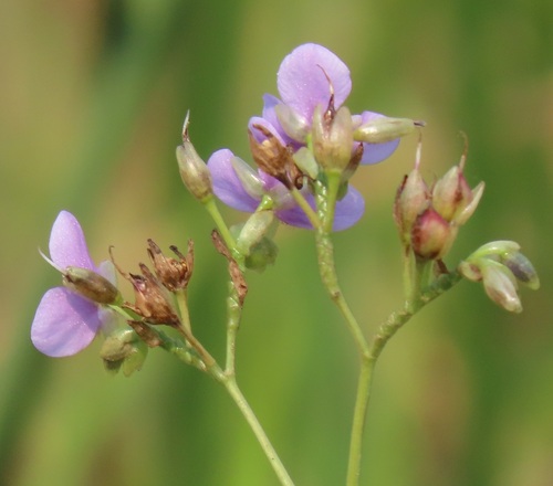 Large Dewflower