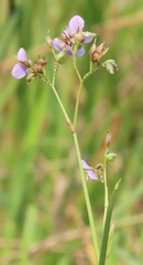 Murdannia simplex
