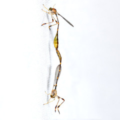 Leptopteromyia americana