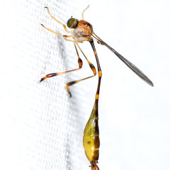 Leptopteromyia americana