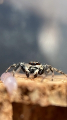 Menemerus bivittatus