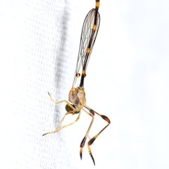 Leptopteromyia americana