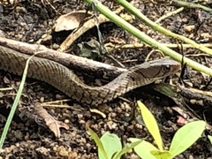 Fowlea flavipunctata