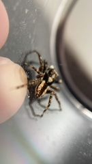 Menemerus bivittatus