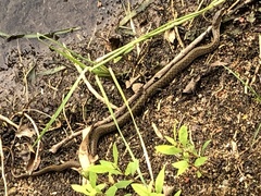 Fowlea flavipunctata