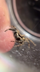 Menemerus bivittatus