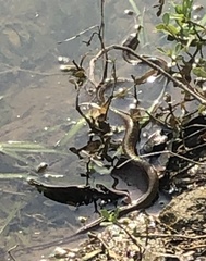 Fowlea flavipunctata