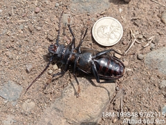 Physopleurus longiscapus