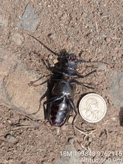 Physopleurus longiscapus