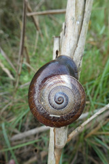 Otala punctata