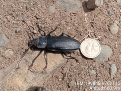 Physopleurus longiscapus