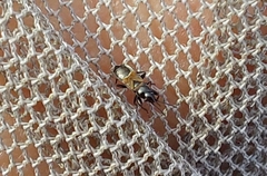 Macrodema microptera