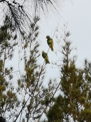 Amazona albifrons