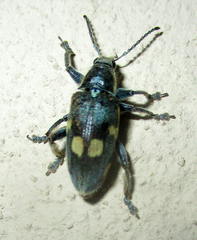 Polyclaeis longicornis