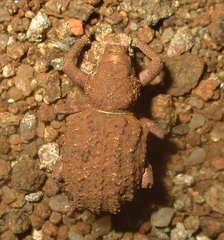 Brachycerus