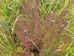 Dracocephalum ruyschiana