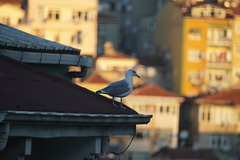 Larus michahellis