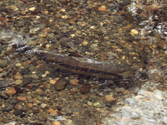 Oncorhynchus keta